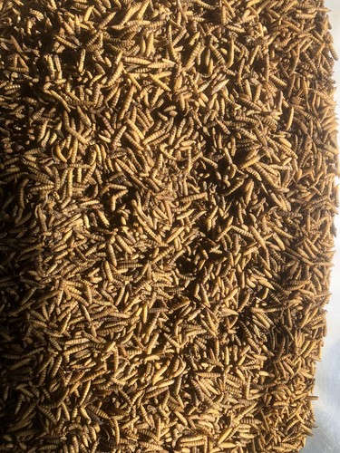 500 larve mosca soldato - mosca,